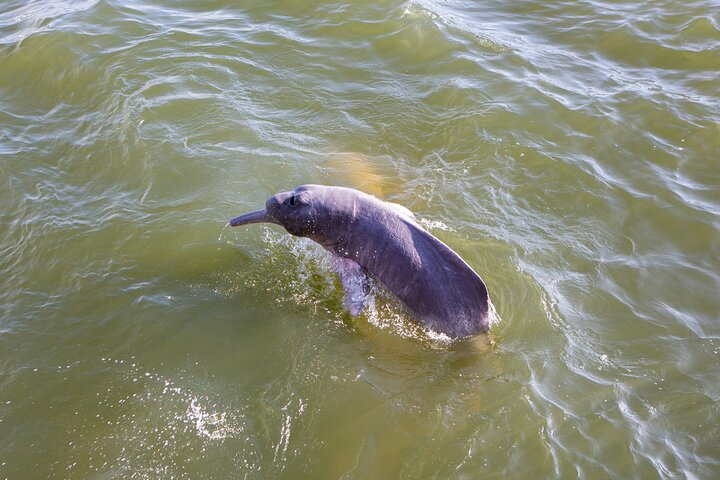 Private Tour Whales&Dolphin Watching incl Handunugoda Teafactory - Photo 1 of 6